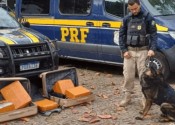 Passageiro é preso com 52 kg de maconha em ônibus na BR-101