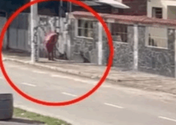 Homem é flagrado matando gambá a pauladas em Vila Velha