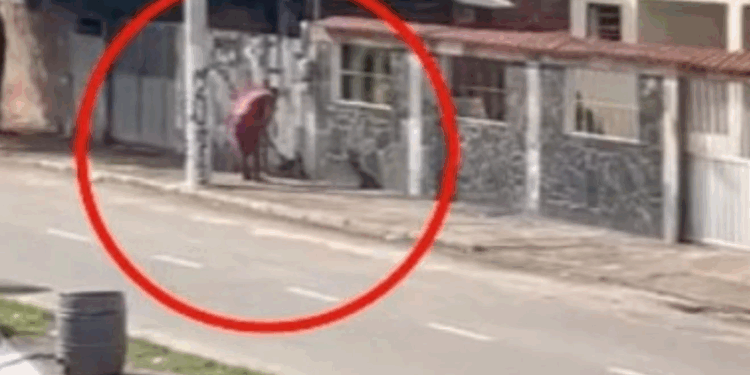 Homem é flagrado matando gambá a pauladas em Vila Velha