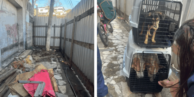 Polícia flagra família em situação análoga à escravidão e maus-tratos a animais