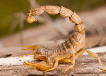 Escorpiões infestam arquivos de Fórum no ES e TJ contrata serviço urgente