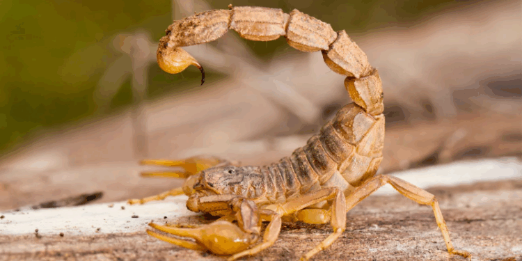 Escorpiões infestam arquivos de Fórum no ES e TJ contrata serviço urgente