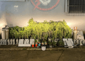 Estufa com mais de 200 pés de maconha é descoberta em Vila Velha