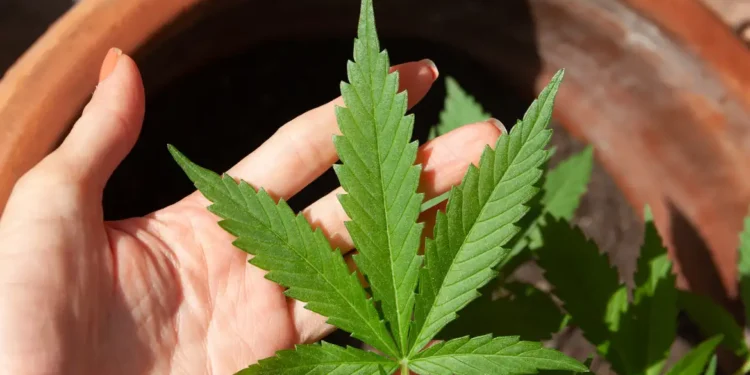 STJ adia prazo para regulamentação do plantio de cannabis medicinal