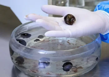 Verme que causa meningite é encontrado em moluscos de 26 cidades do RJ