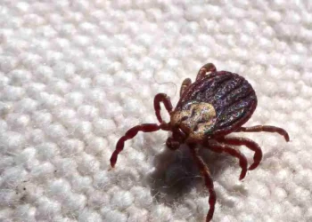 Febre maculosa causa mais duas mortes no interior de São Paulo