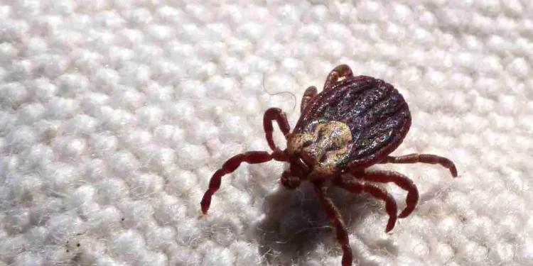 Febre maculosa causa mais duas mortes no interior de São Paulo