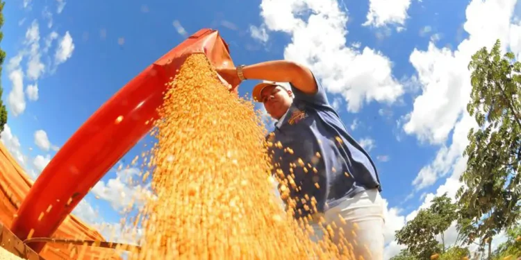 Safra deve recuar 3,7% em 2026, depois de um 2025 recorde