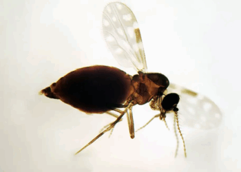 Antes restrita à Amazônia, febre oropouche se espalha pelo país