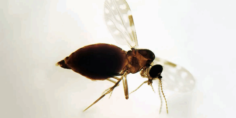 Antes restrita à Amazônia, febre oropouche se espalha pelo país