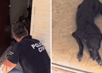 Cachorros em situação de maus-tratos são resgatados em Vitória