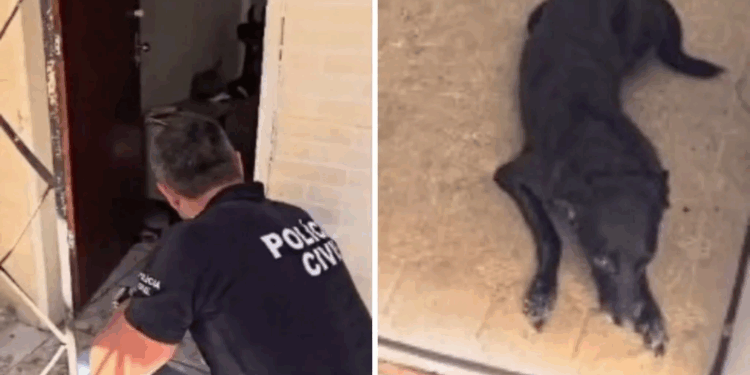 Cachorros em situação de maus-tratos são resgatados em Vitória