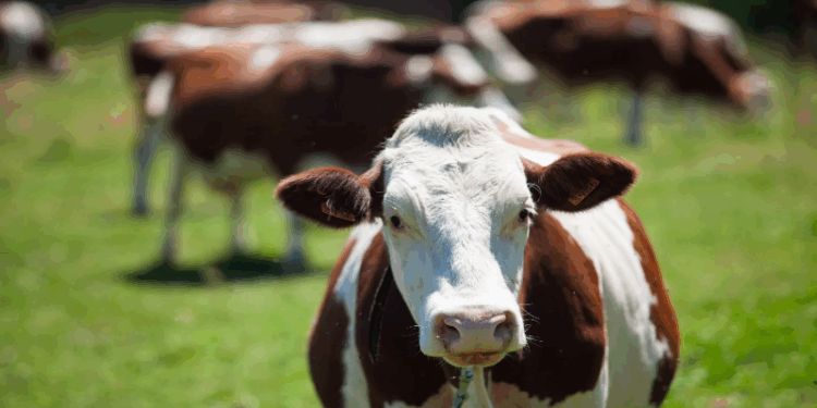 Secretaria de Saúde diz que não há casos de doença da vaca louca no ES