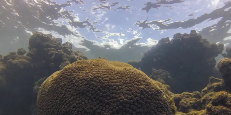 23/12/2025 – El Niño afeta ecossistema marinho no Oceano Atlântico, diz estudo