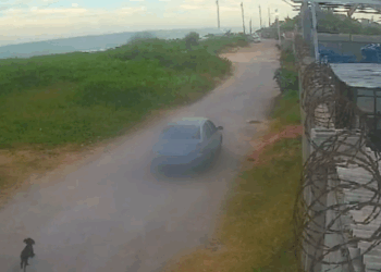 Casal é indiciado após abandonar cadela no cio em Vila Velha