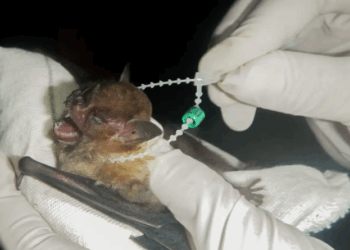 DF tem dois casos de raiva em morcegos e Saúde intensifica cuidados