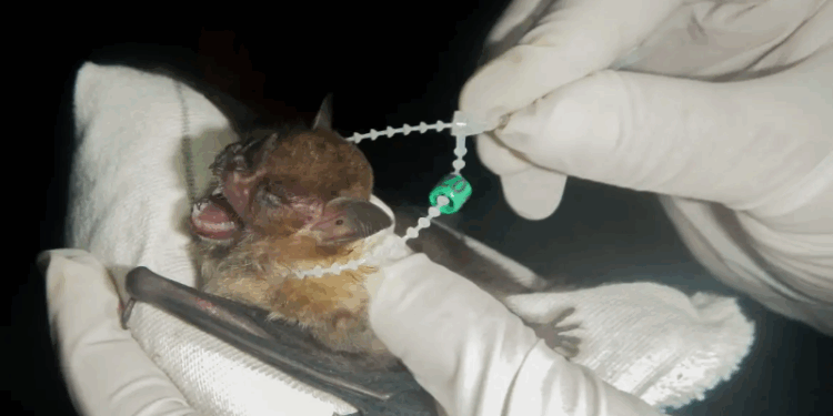 DF tem dois casos de raiva em morcegos e Saúde intensifica cuidados