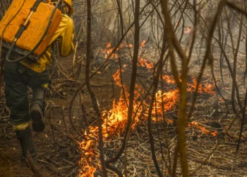 19/12/2025 – Governo lança painel inédito para rastrear gastos ambientais
