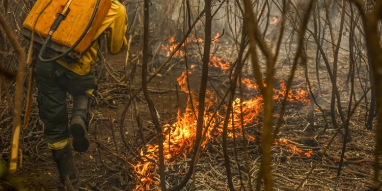 19/12/2025 – Governo lança painel inédito para rastrear gastos ambientais