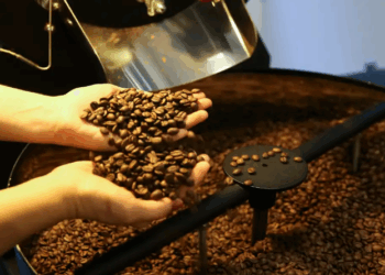 Setor cafeeiro pode ser forçado a redirecionar produção, diz USP