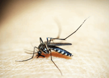 Brasil soma mais de 500 mil casos de dengue; queda de quase 70%