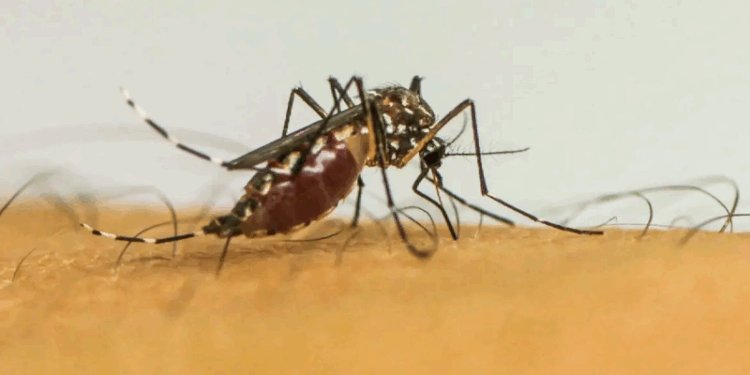 País tem 4 mortes confirmadas por dengue em 2025 e investiga mais 62