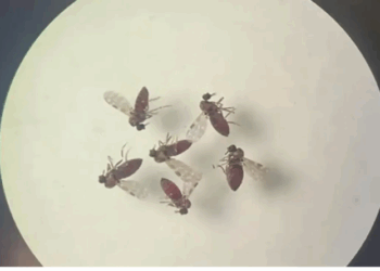 lOropouche: estudo quer identificar moléculas que podem ajudar na criação de testes e vacinas