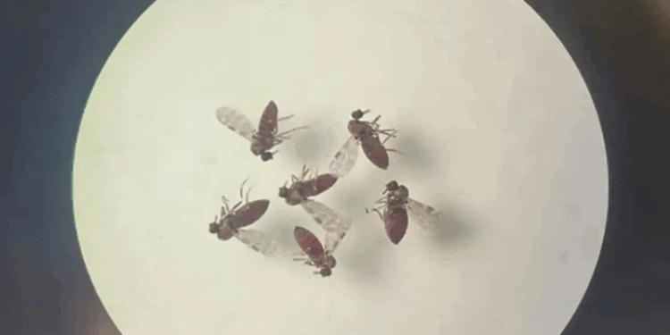 lOropouche: estudo quer identificar moléculas que podem ajudar na criação de testes e vacinas