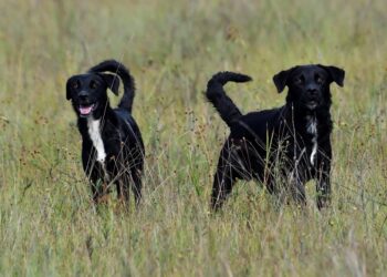 Iema reforça proibição da entrada de animais domésticos em parques estaduais