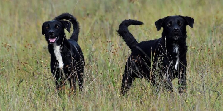 Iema reforça proibição da entrada de animais domésticos em parques estaduais