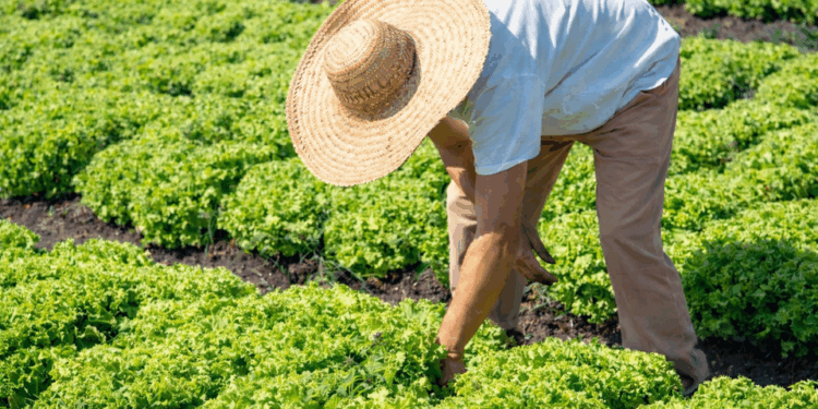Incaper emite mais de 60% dos CAFs no Espírito Santo e garante acesso de milhares de famílias rurais a políticas públicas