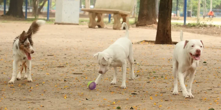Estatuto dos Cães e Gatos pode ampliar pena para quem maltrata animais