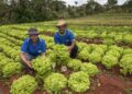 Com PAA, renda de agricultores familiares cresce até 30% e dependência do CadÚnico chega a cair 57% Resultados estão em pesquisa apresentada pelo MDS durante o lançamento da avaliação de impacto e resultados do Programa de Aquisição de Alimentos