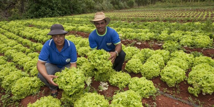 Com PAA, renda de agricultores familiares cresce até 30% e dependência do CadÚnico chega a cair 57% Resultados estão em pesquisa apresentada pelo MDS durante o lançamento da avaliação de impacto e resultados do Programa de Aquisição de Alimentos