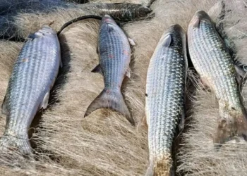 Pesca de tainha na modalidade arrasto de praia está suspensa