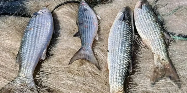 Pesca de tainha na modalidade arrasto de praia está suspensa