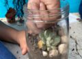 Estudantes de São Mateus desenvolvem prática experimental sobre equilíbrio ecológico por meio da construção de terrários