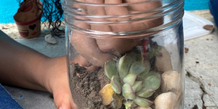 Estudantes de São Mateus desenvolvem prática experimental sobre equilíbrio ecológico por meio da construção de terrários