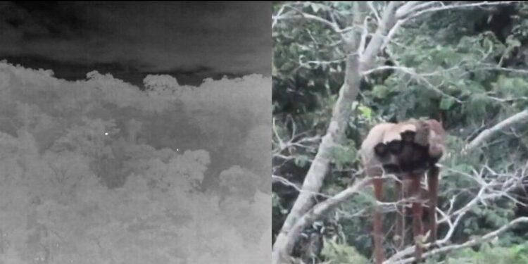 Registro raro de família de macacos guigós reforça importância do Monumento Natural Estadual Serra das Torres para a conservação da fauna