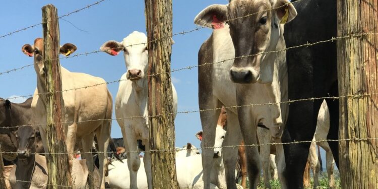 Produtores que não fizeram atualização cadastral de rebanho estão sujeitos a multa