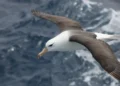 Reduzir morte de albatrozes implica mudanças na pesca em alto-mar
