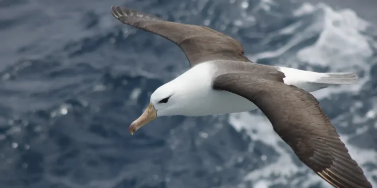 Reduzir morte de albatrozes implica mudanças na pesca em alto-mar
