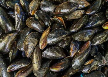 Mexilhões podem acumular microplásticos e transmiti-los a humanos