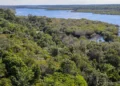 Fundo Amazônia quadruplica ritmo anual de aprovações desde 2023