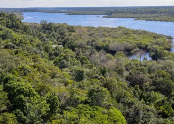Fundo Amazônia quadruplica ritmo anual de aprovações desde 2023