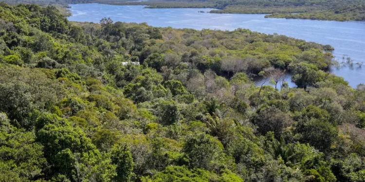 Fundo Amazônia quadruplica ritmo anual de aprovações desde 2023