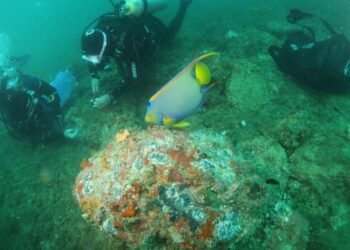 Ações do Iema removem mais de seis mil colônias de coral-sol e favorecem recuperação de espécies nativas