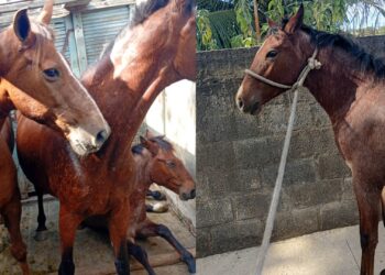 Secretaria de Serviços recolhe três cavalos que estavam soltos em Graúna