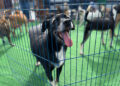 Procura um novo amigo? Evento de adoção com 30 cães e gatos acontece neste sábado (25)