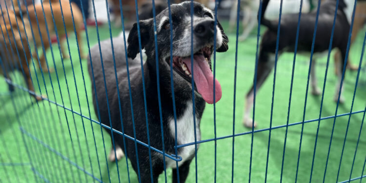 Procura um novo amigo? Evento de adoção com 30 cães e gatos acontece neste sábado (25)